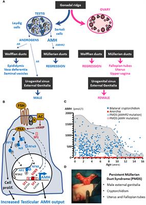 Anti-Müllerian hormone, testicular descent and cryptorchidism